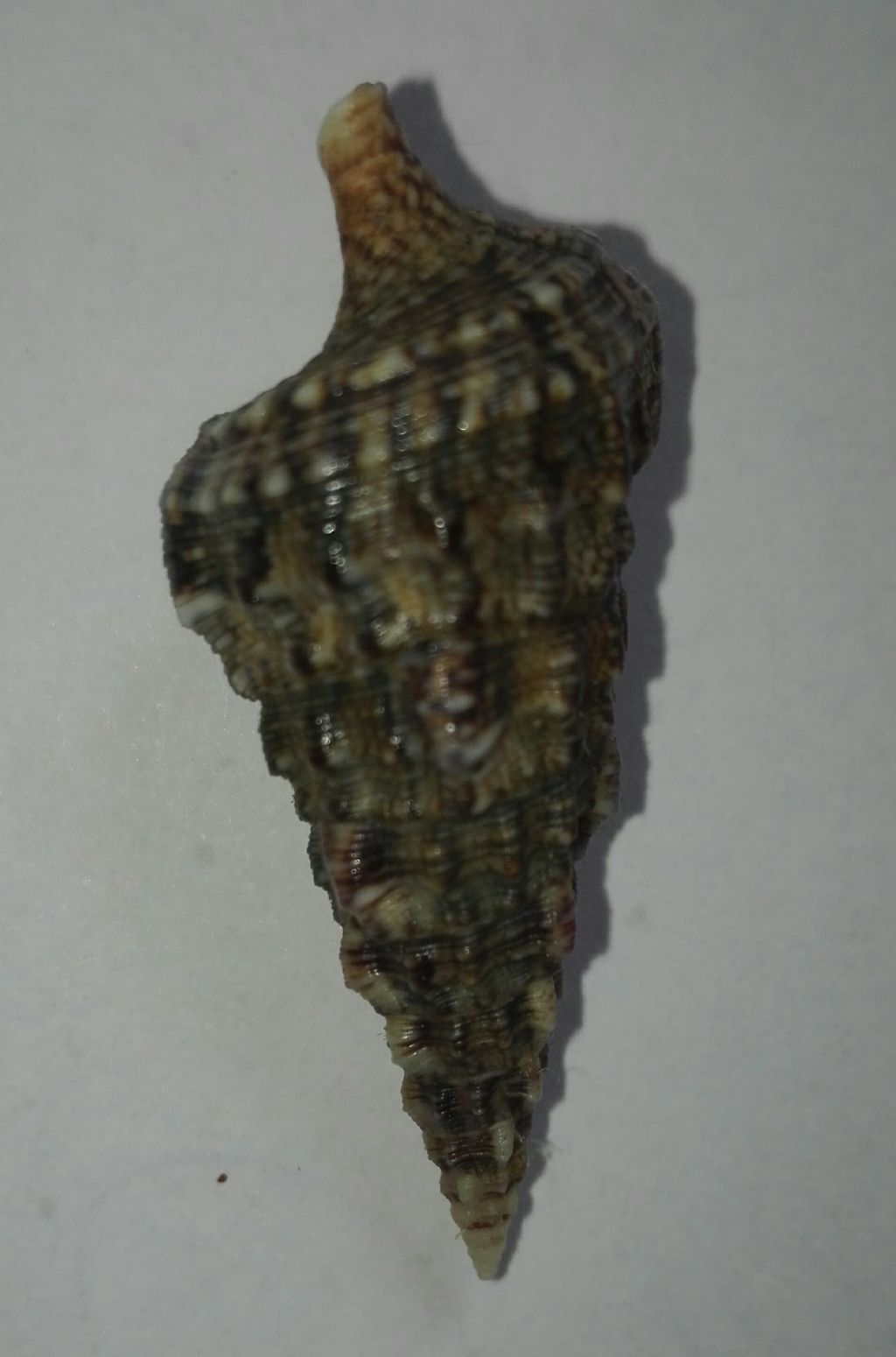 Cerithium???