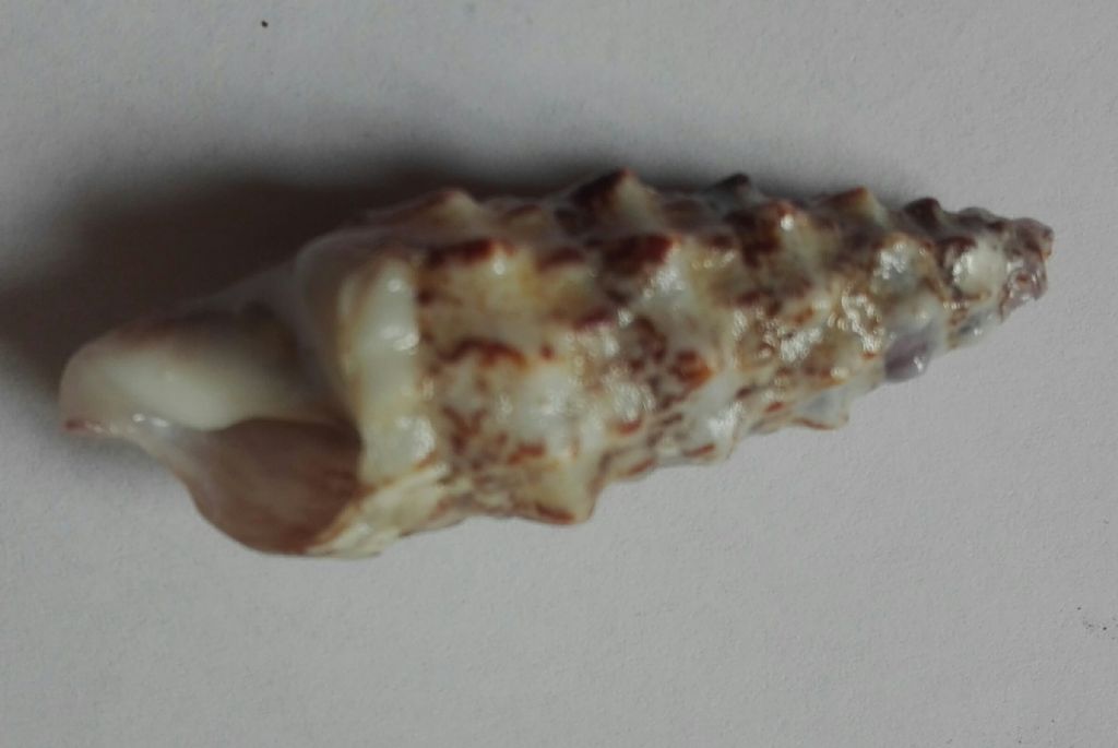 Cerithium???