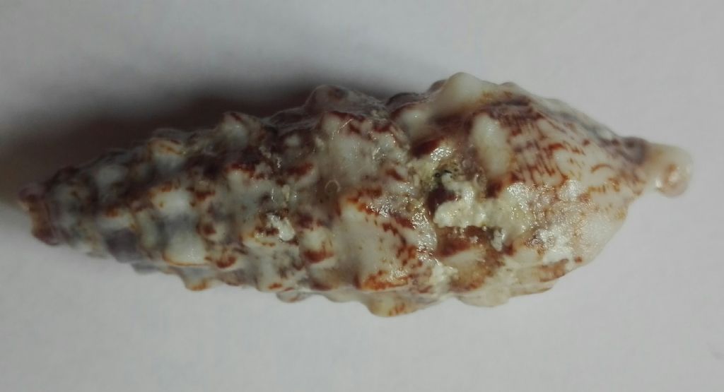 Cerithium???