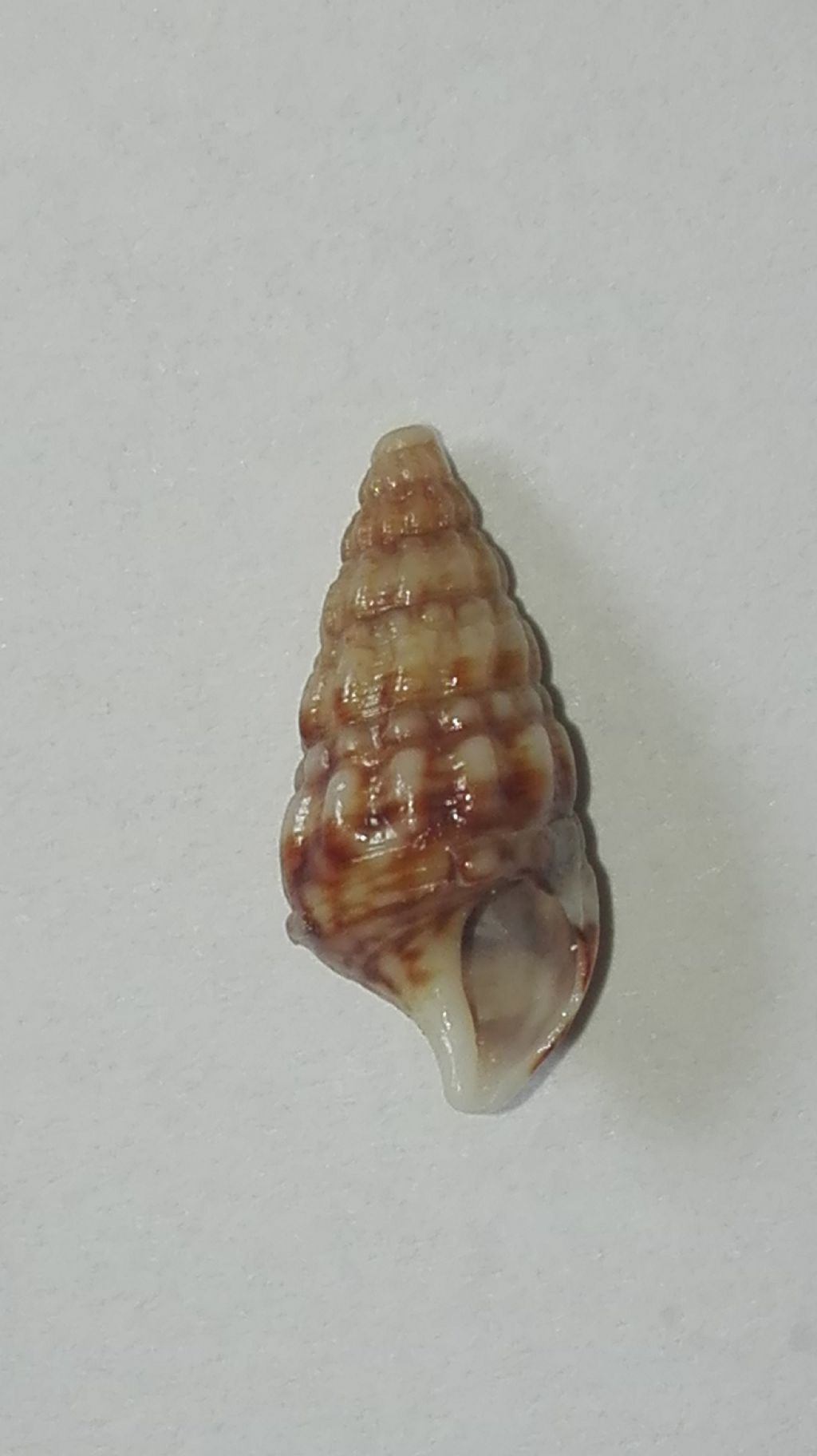 Cerithium???