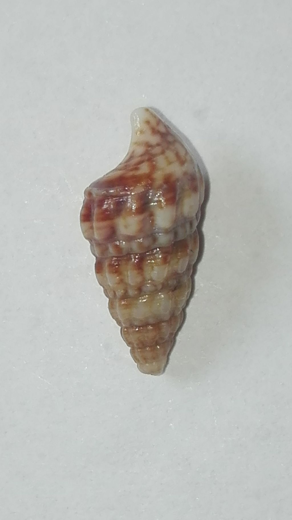 Cerithium???