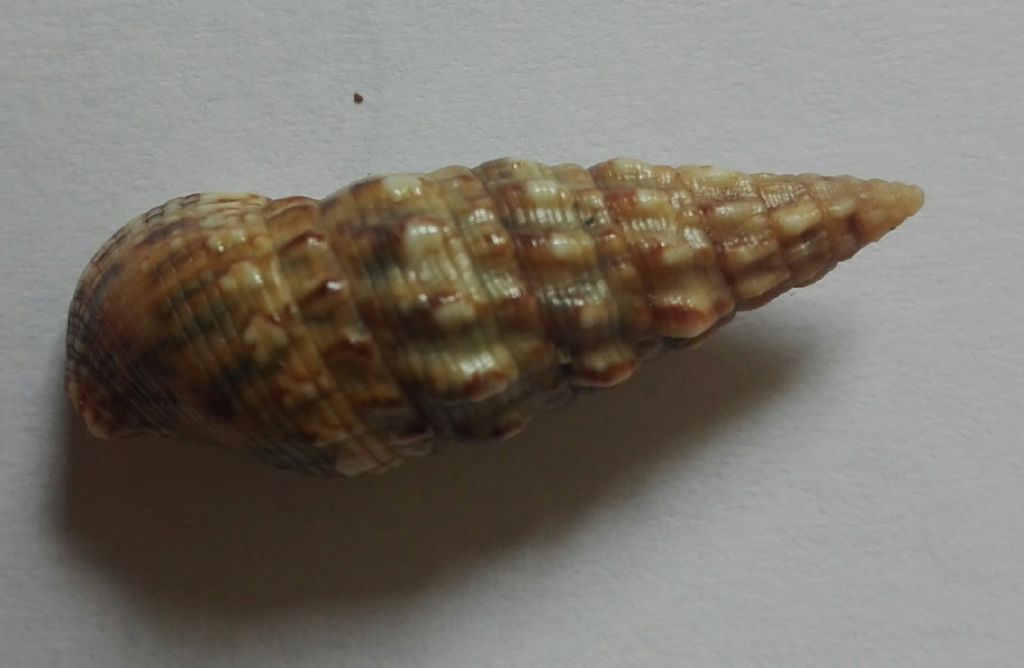 Cerithium???