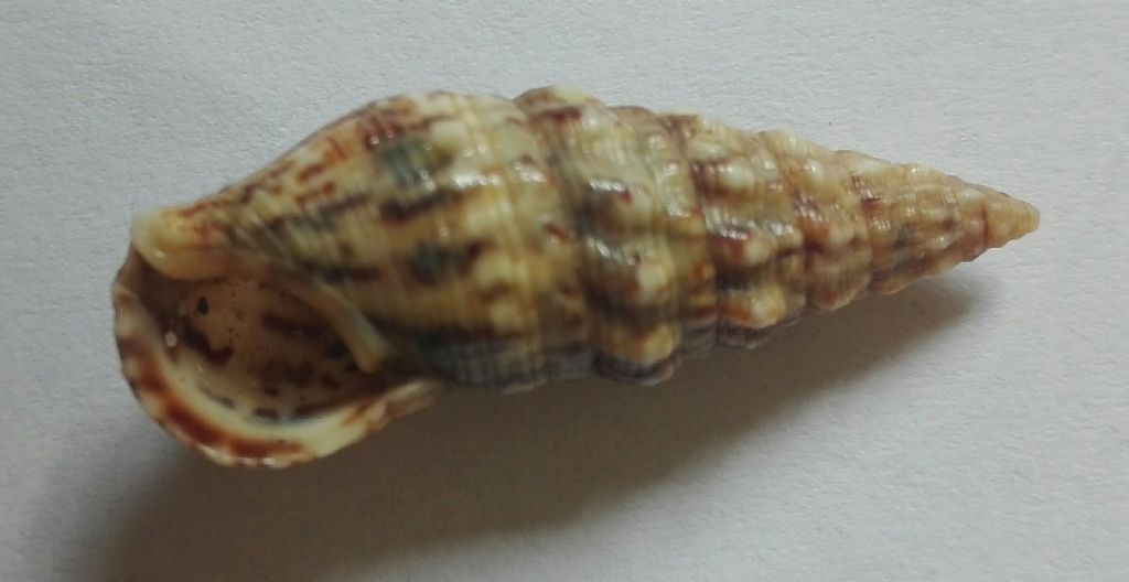 Cerithium???
