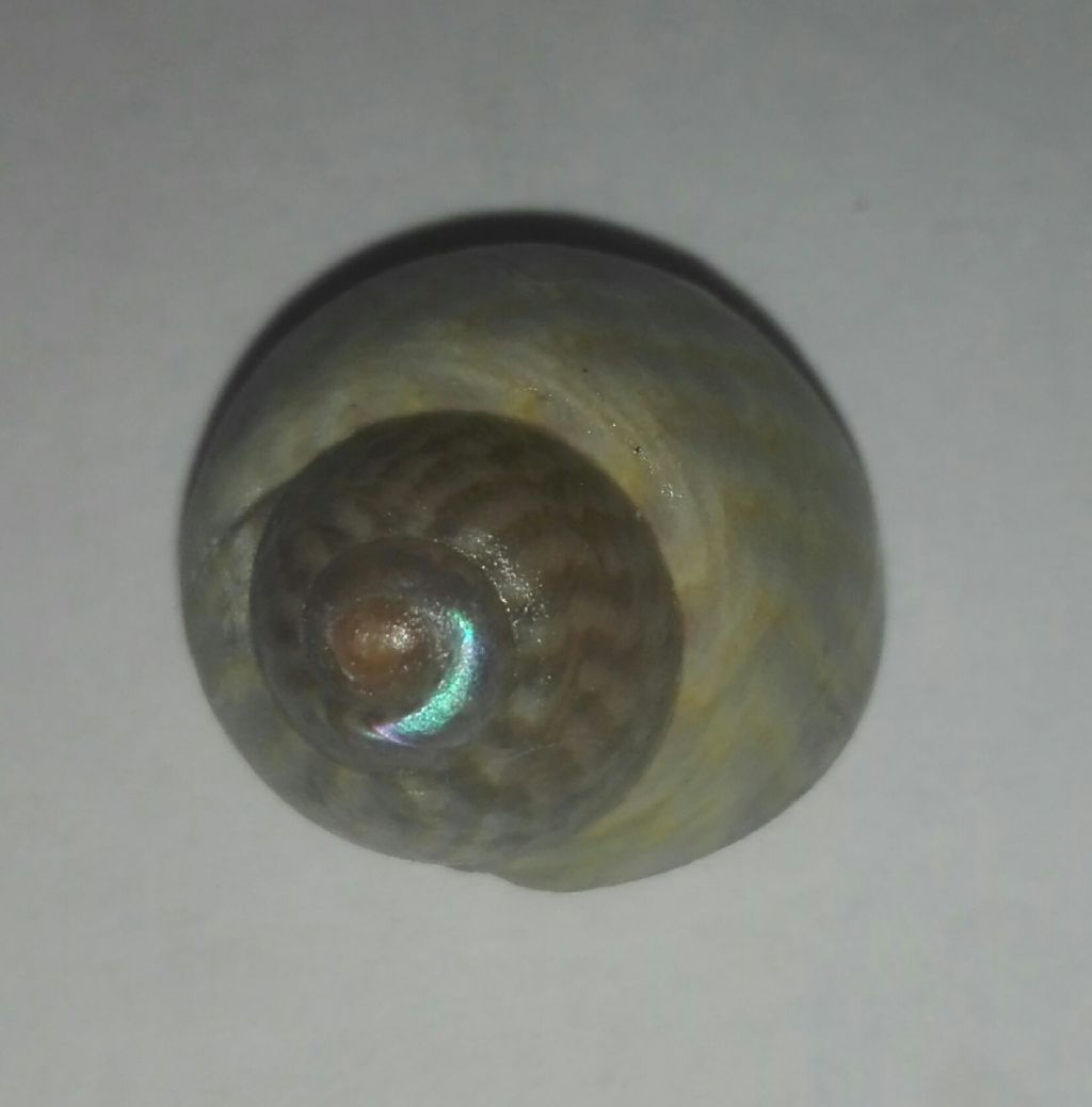 Tronchidae???
