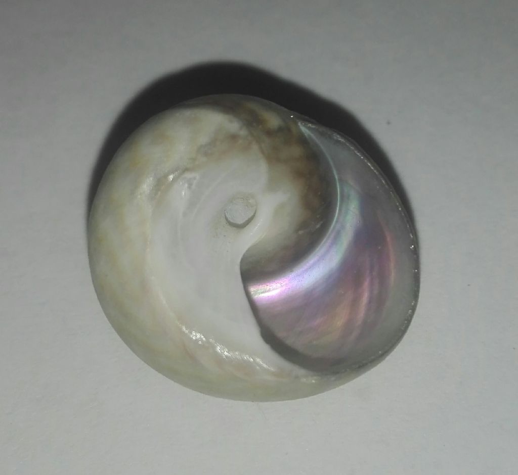 Tronchidae???
