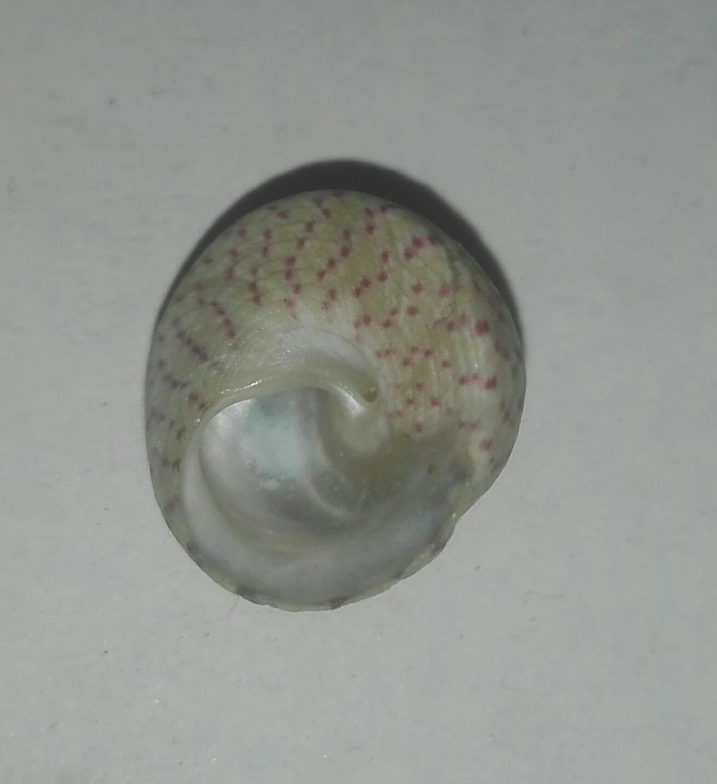 Tronchidae???