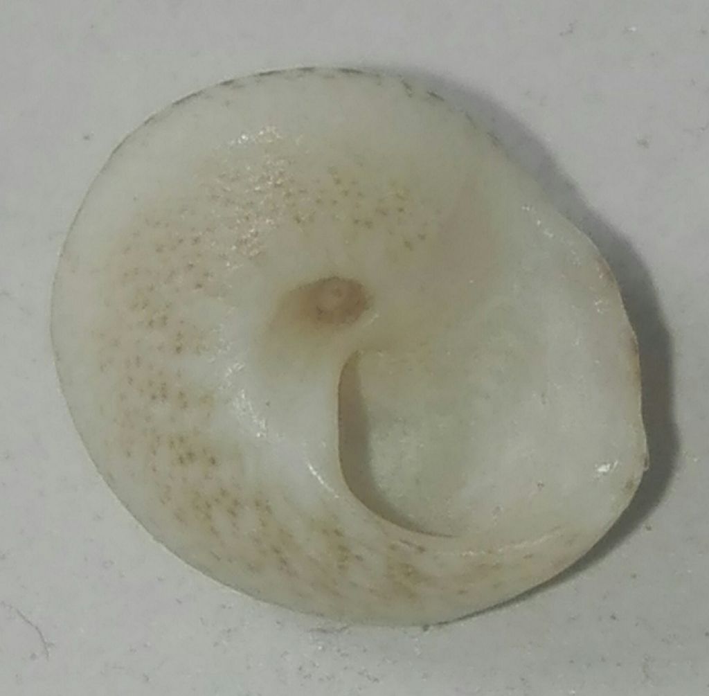 Altro tronchidae?