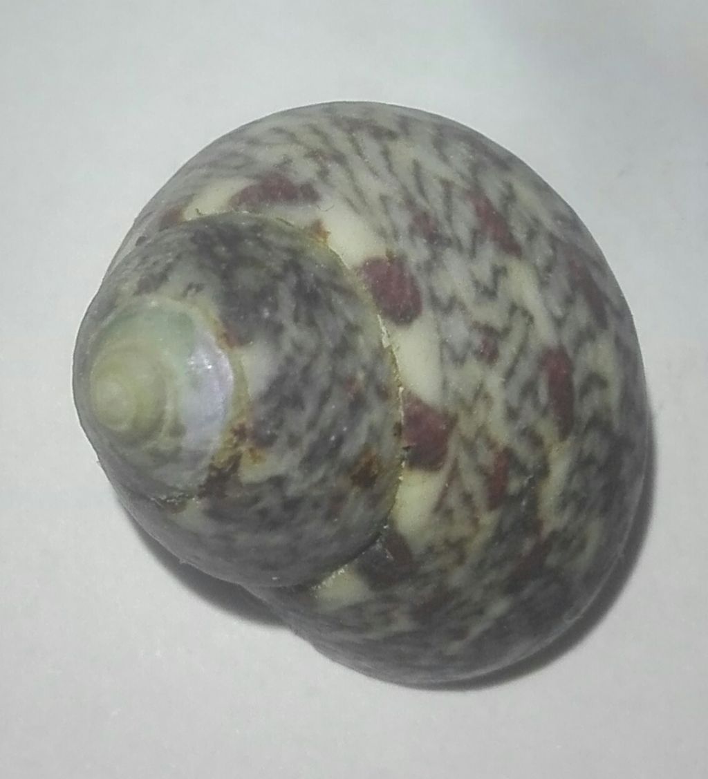 Tronchidae???