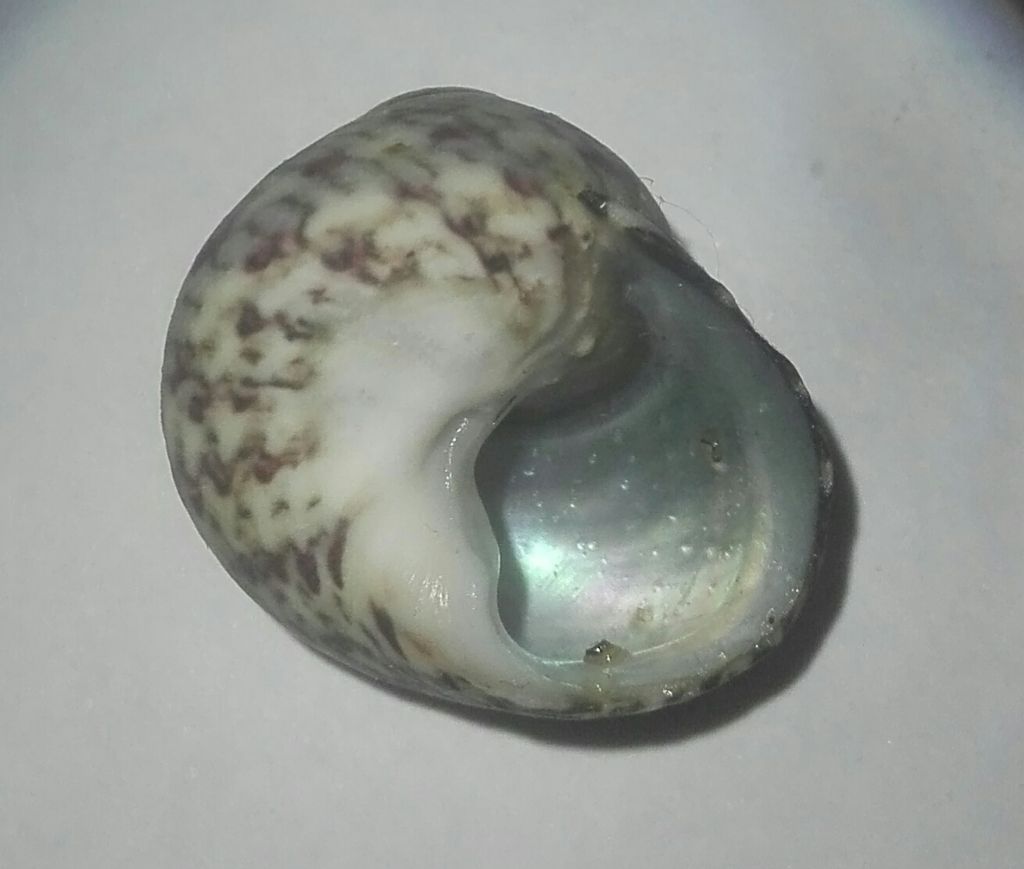 Tronchidae???