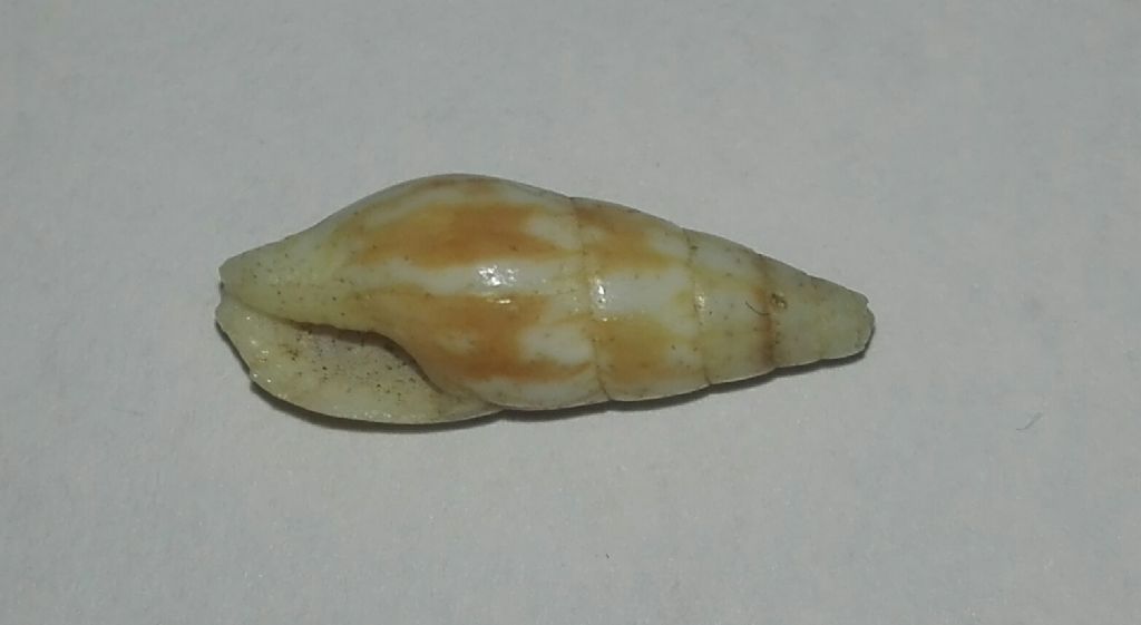 Gasteropode da identificare