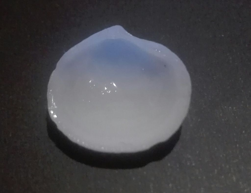 Bivalve da identificare
