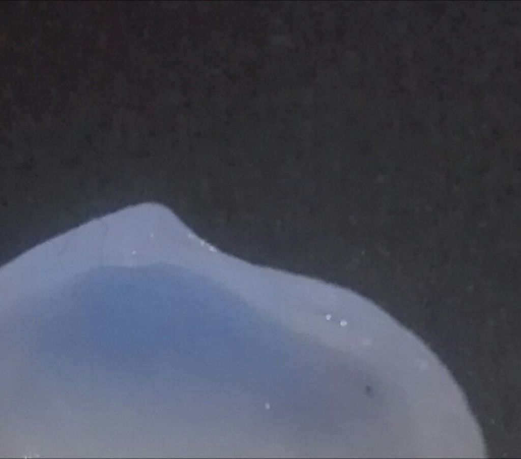 Bivalve da identificare