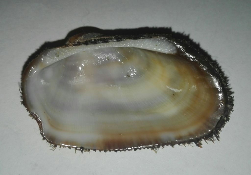 Da identificare