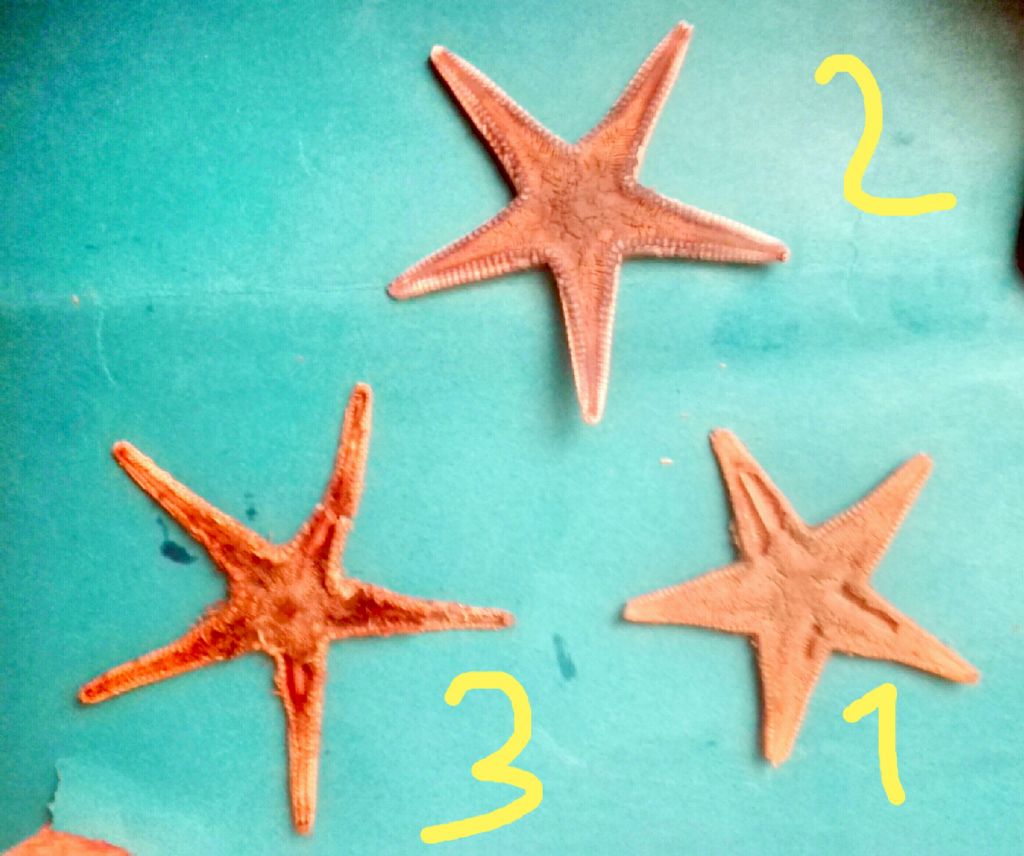 Stelle marine spiaggiate: Astropecten cfr. jonstoni  e Astropecten sp.