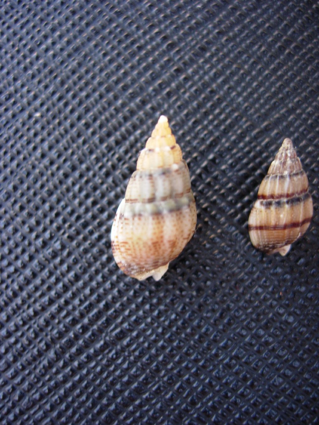 Identificazione Nassarius