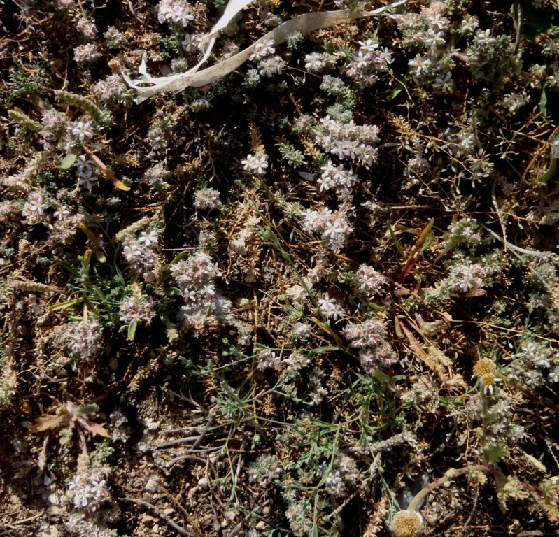 Frankenia cfr. hirsuta (Caryophyllales - Frankeniaceae)