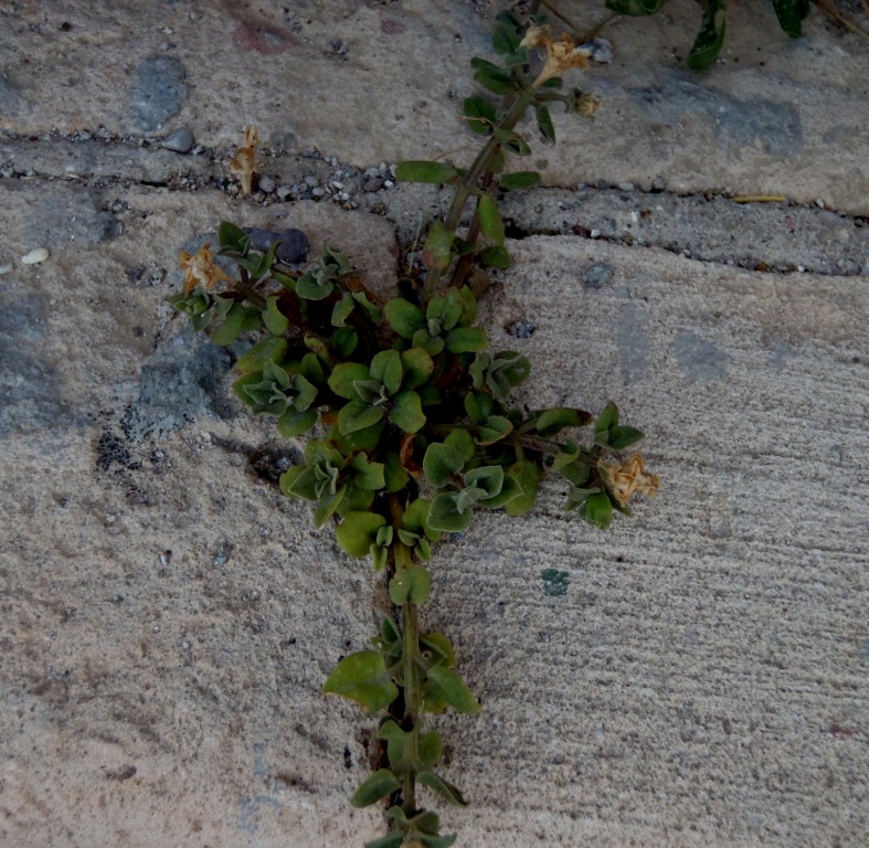 Mesembryanthemum cordifolium