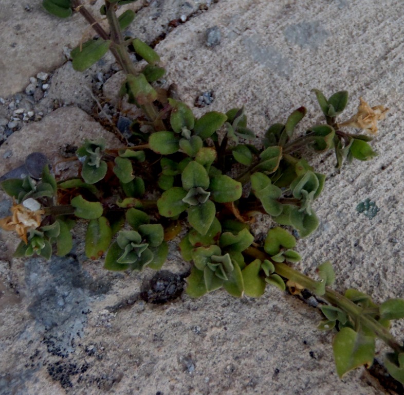 Mesembryanthemum cordifolium
