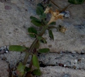 Mesembryanthemum cordifolium