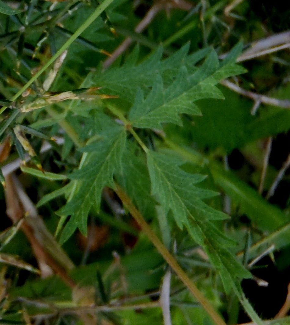 Sanguisorba minor