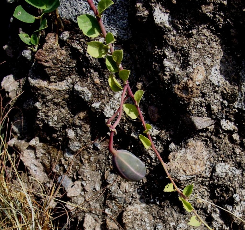 Capparis spinosa