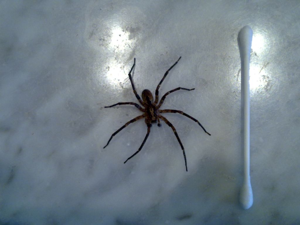 Zoropsis spinimana -