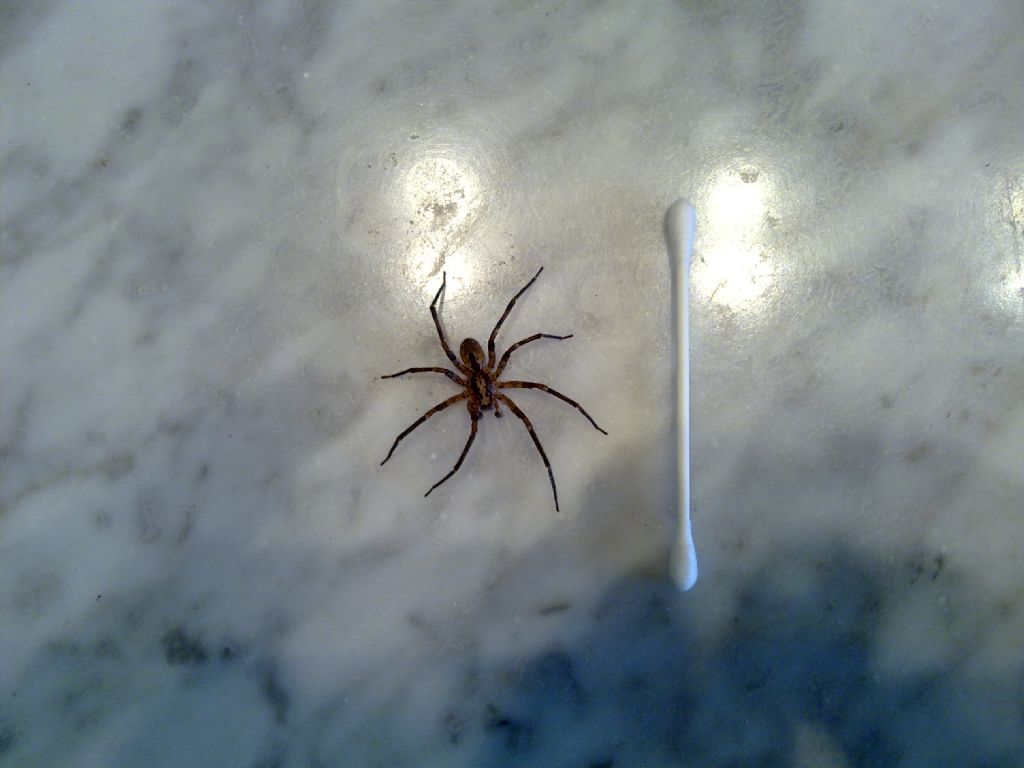 Zoropsis spinimana -
