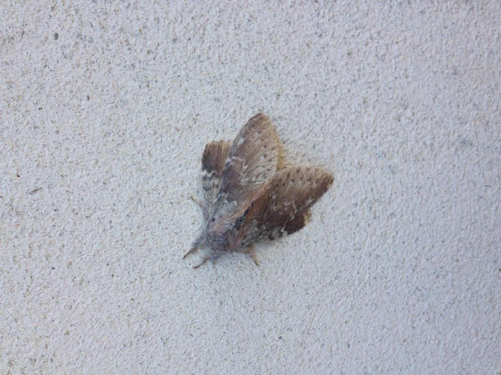 Falena da identificare
