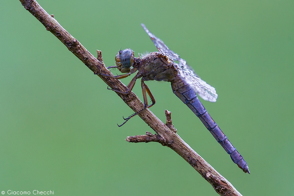 Identificazione libellula