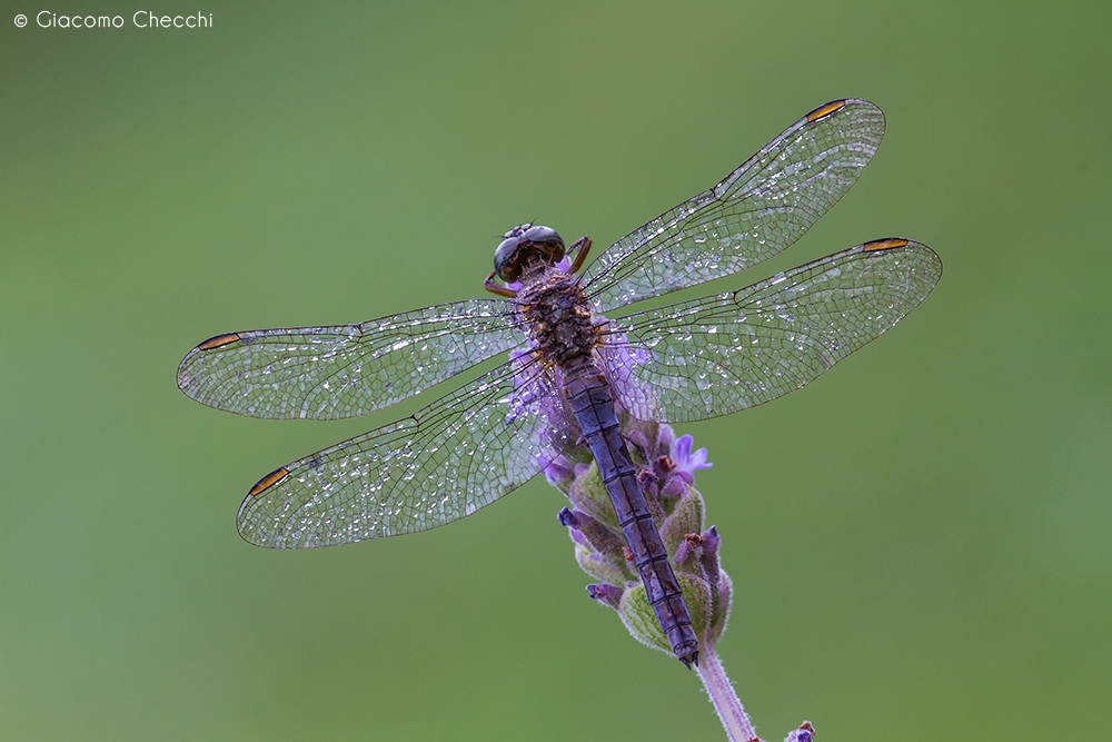 Identificazione libellula