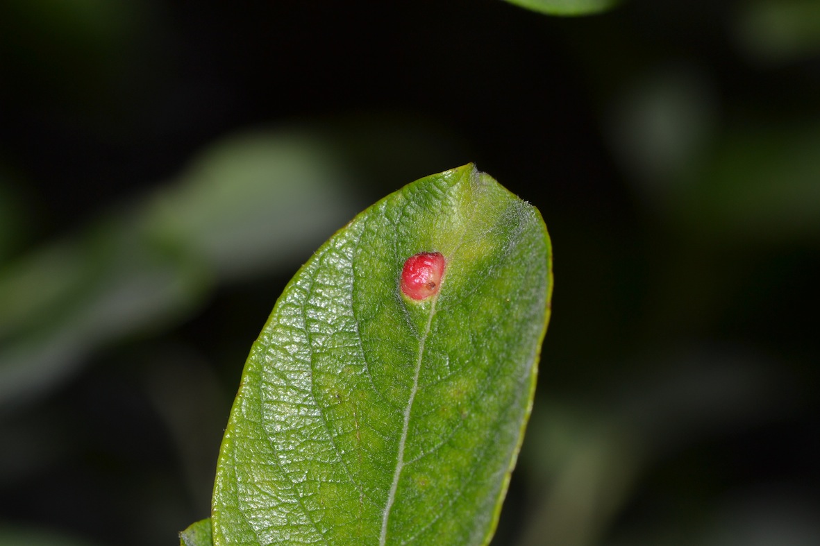 lepidotteri?imenotteri?altro?