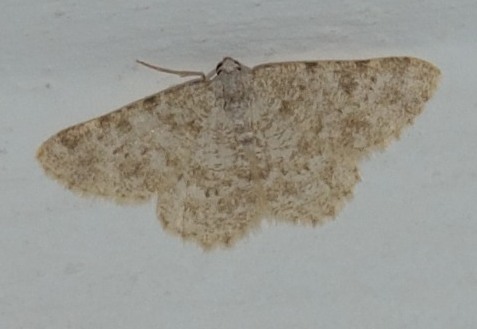 Geometridae dai colori spenti