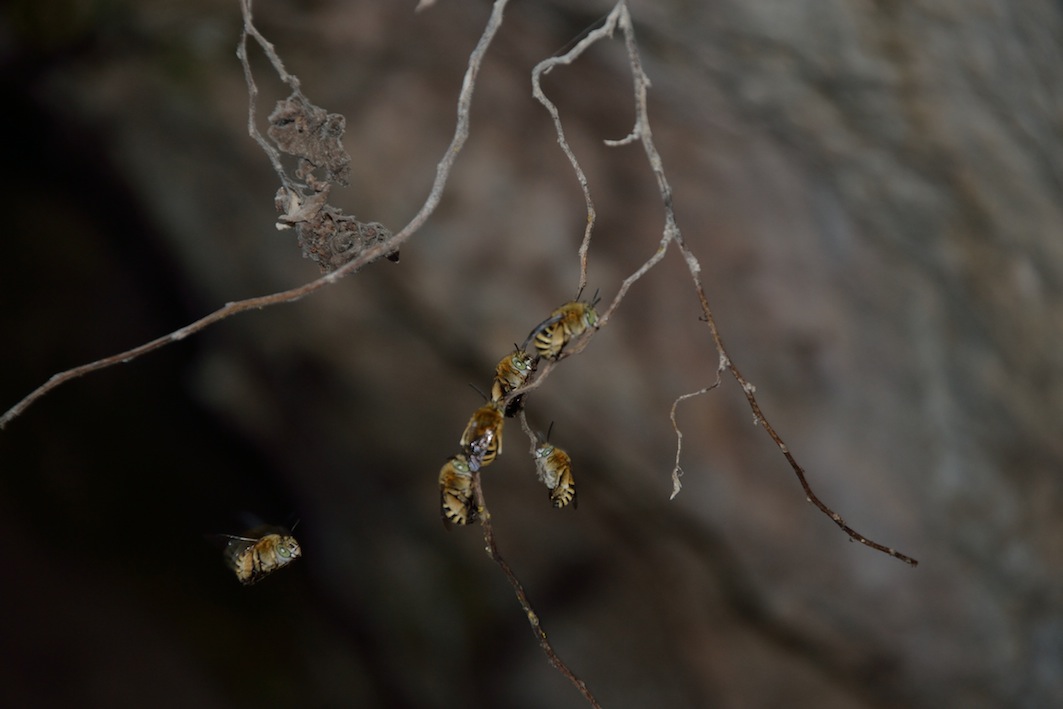 api addormentate: Amegilla sp.