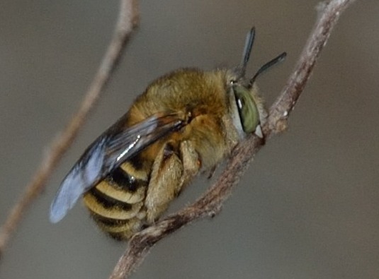 api addormentate: Amegilla sp.