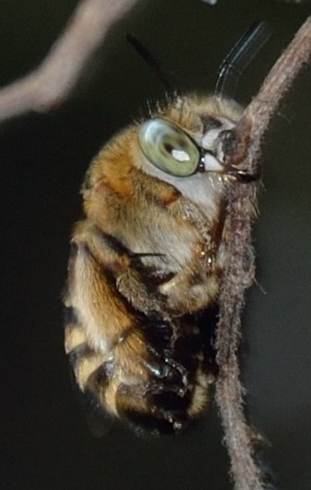 api addormentate: Amegilla sp.