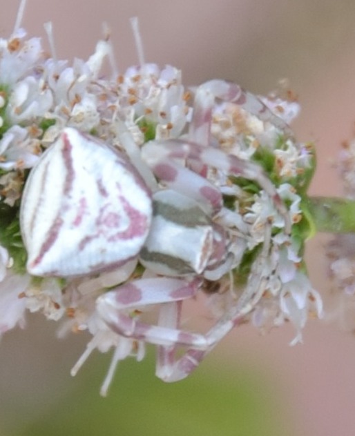 Thomisus onustus