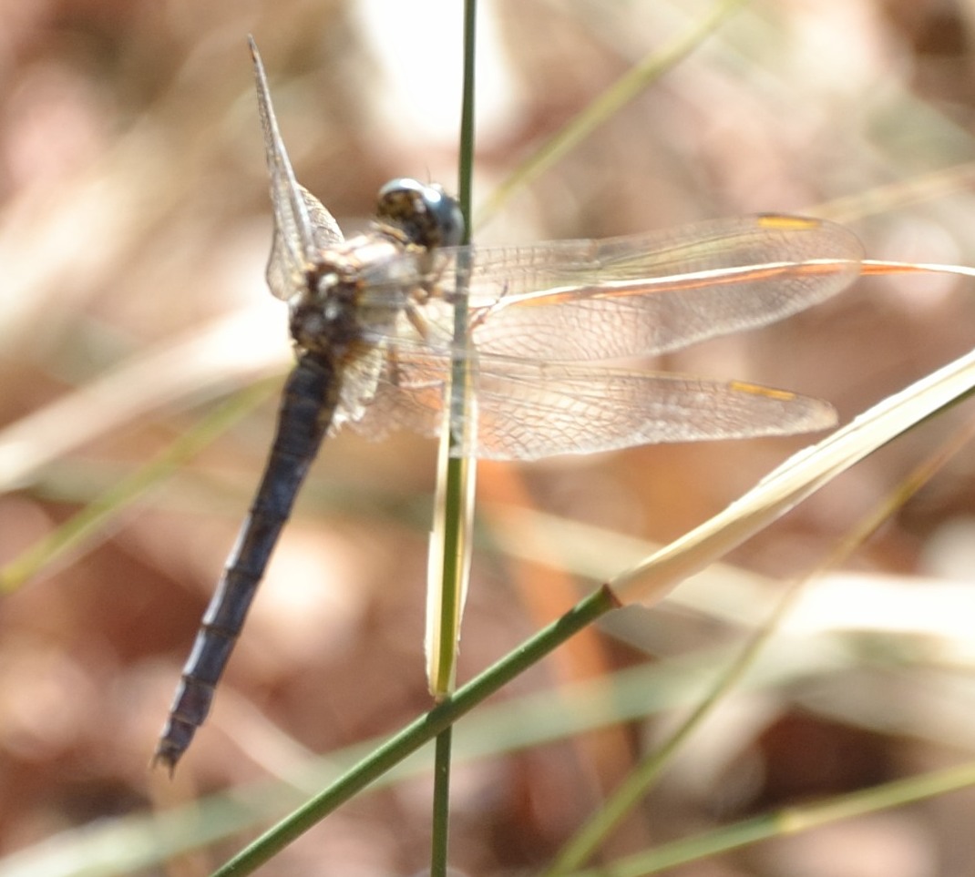 Trithemis annulata? no, Orthetrum coerulescens anceps