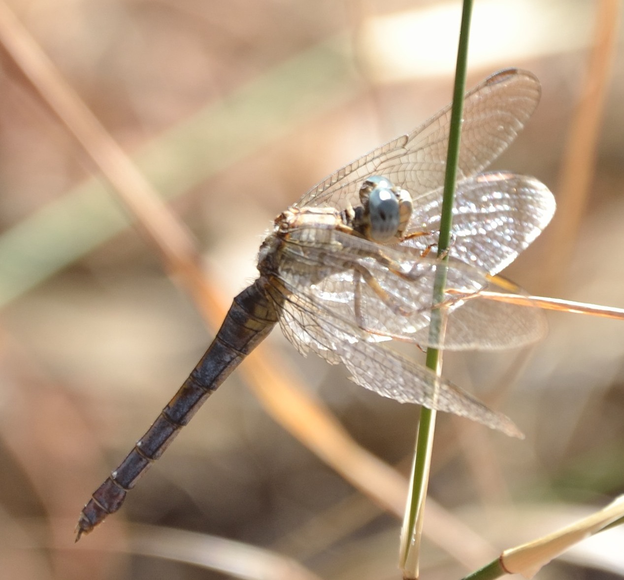 Trithemis annulata? no, Orthetrum coerulescens anceps
