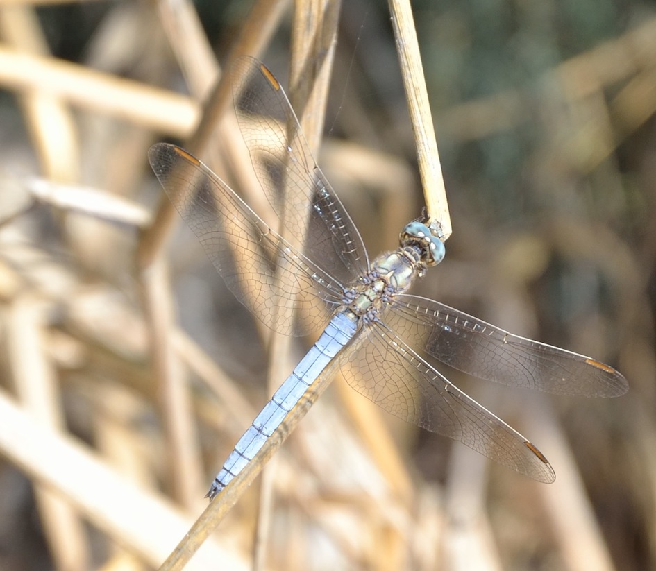 Trithemis annulata? no, Orthetrum coerulescens anceps