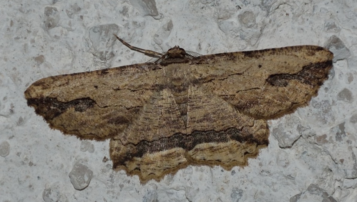 Menophra abruptaria