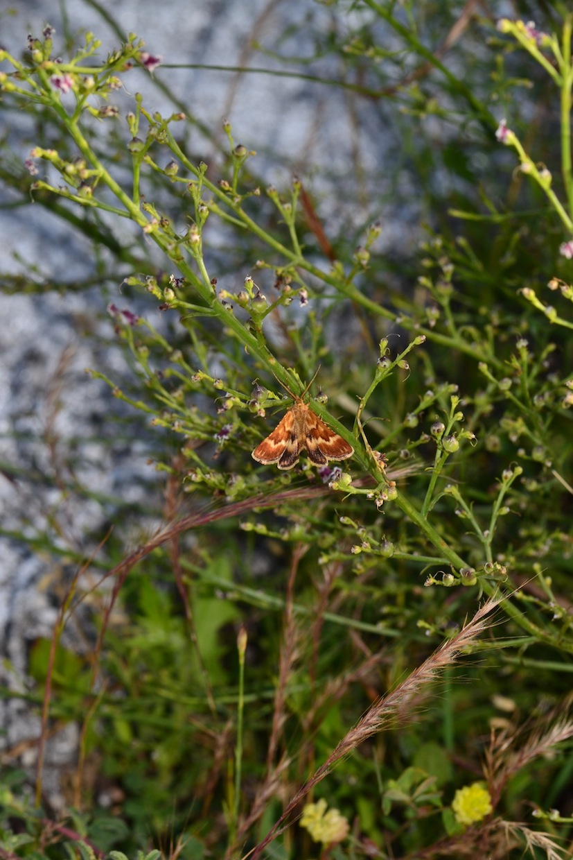 Falena greca