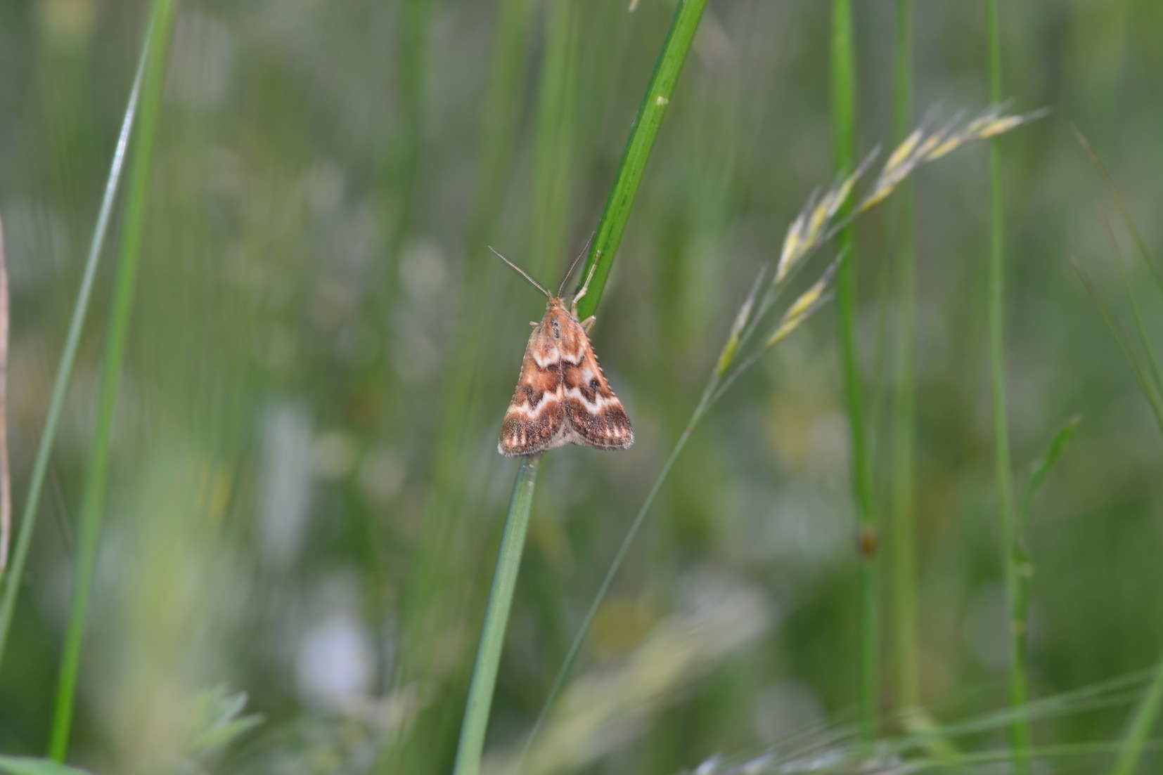 Falena greca