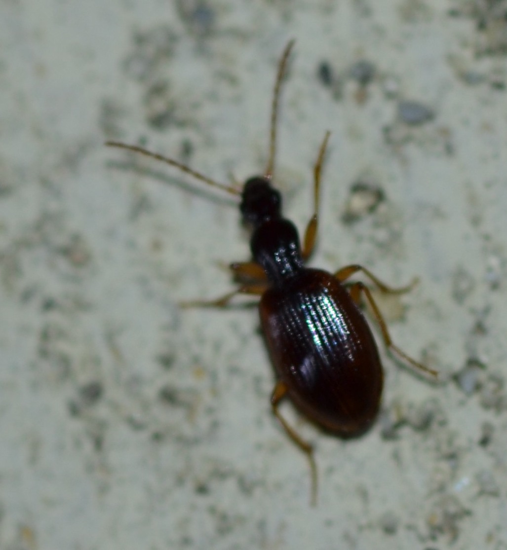 Agonum? quasi... Oxypselaphus obscurus