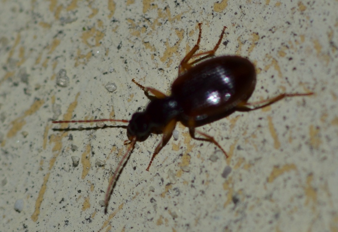 Agonum? quasi... Oxypselaphus obscurus