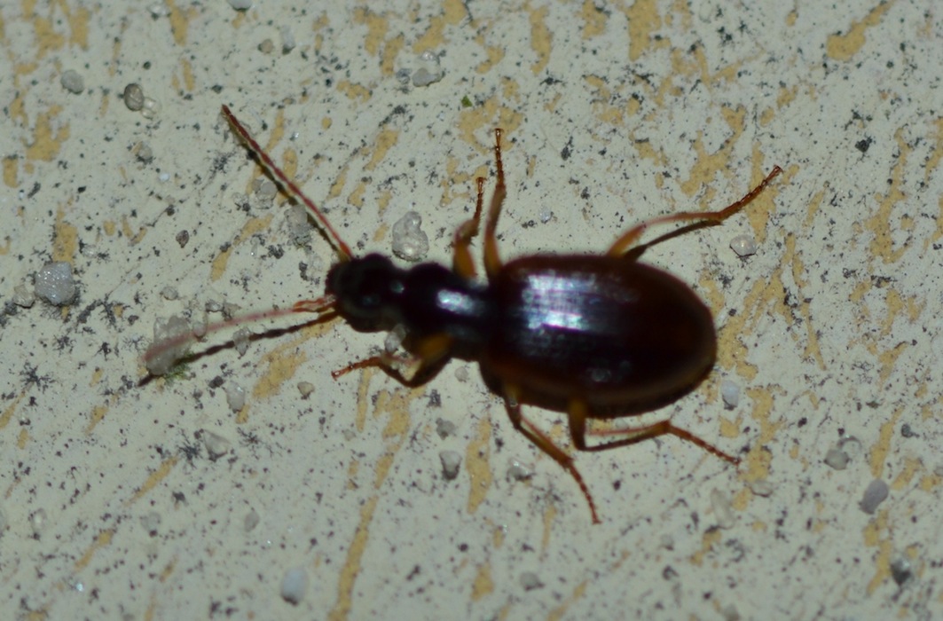 Agonum? quasi... Oxypselaphus obscurus