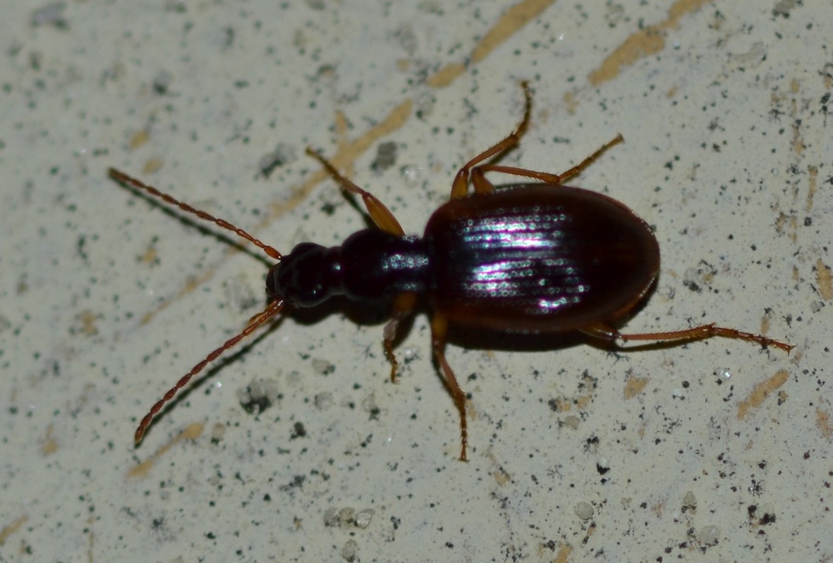 Agonum? quasi... Oxypselaphus obscurus