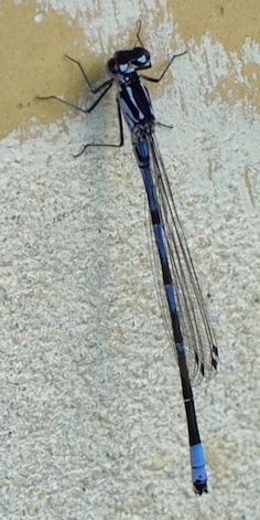 Coenagrion pulchellum & puella