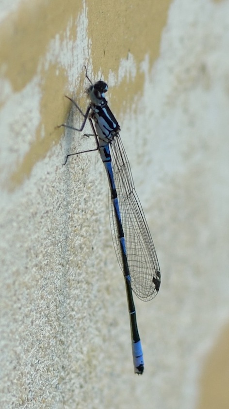 Coenagrion pulchellum & puella