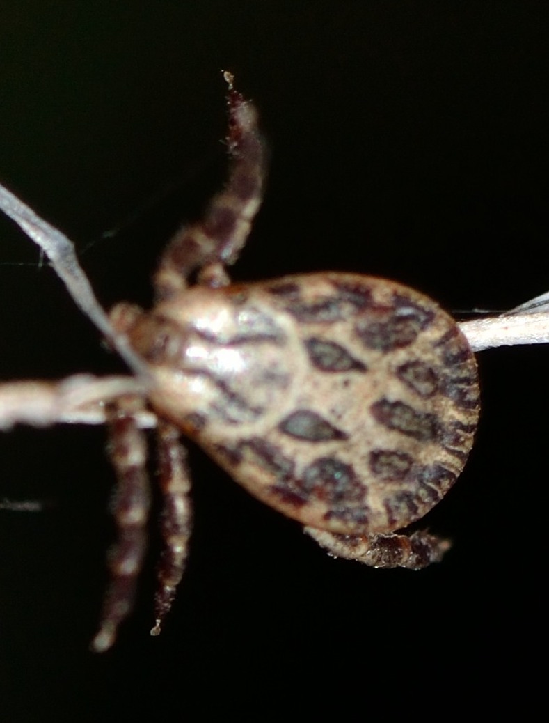 zecca carina da identificare: maschio di Dermacentor sp.
