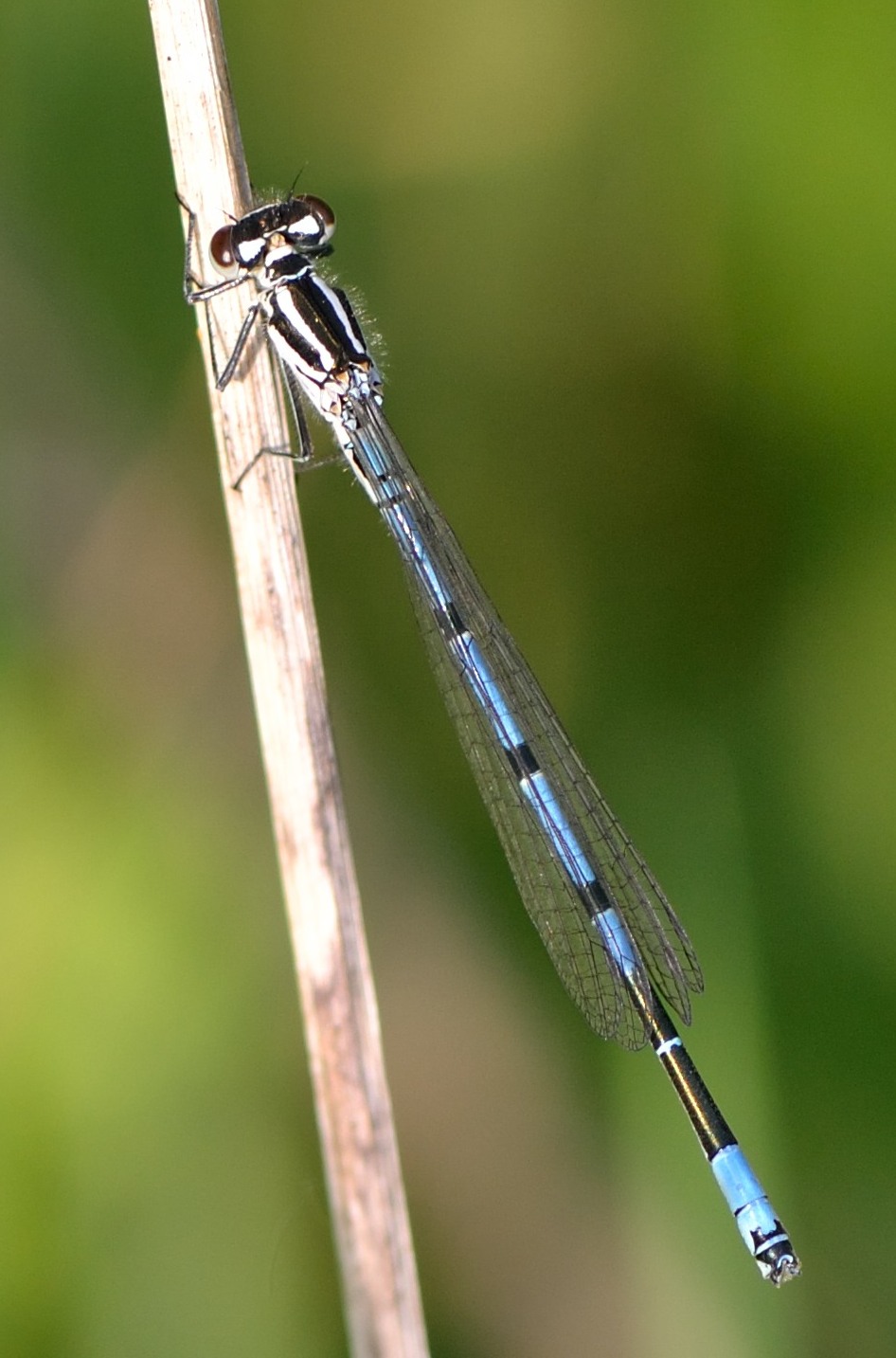 Coenagrion pulchellum & puella
